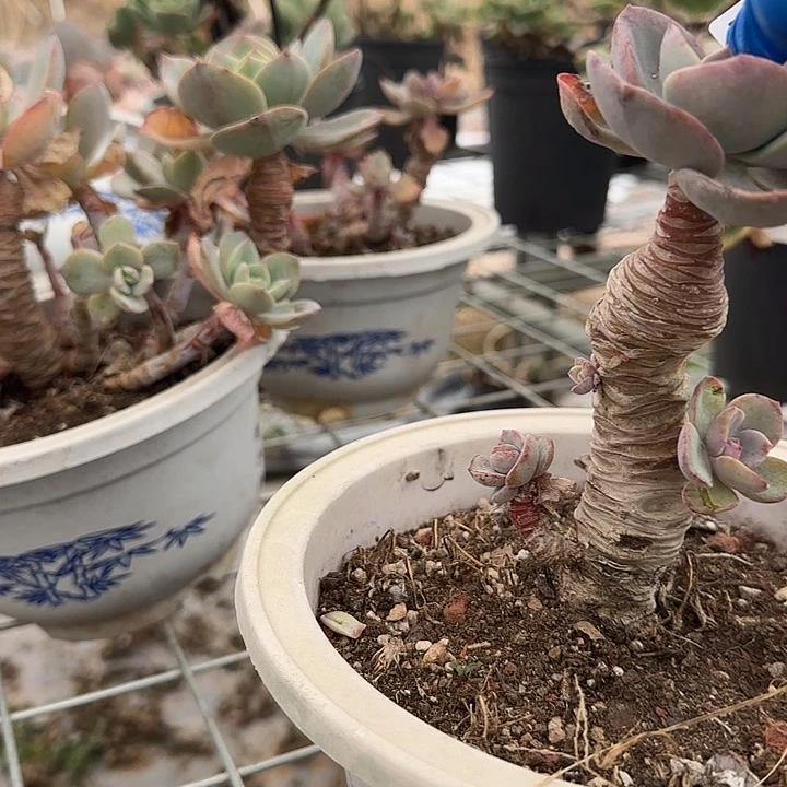 ?****?767白凤脱土发货不退不换