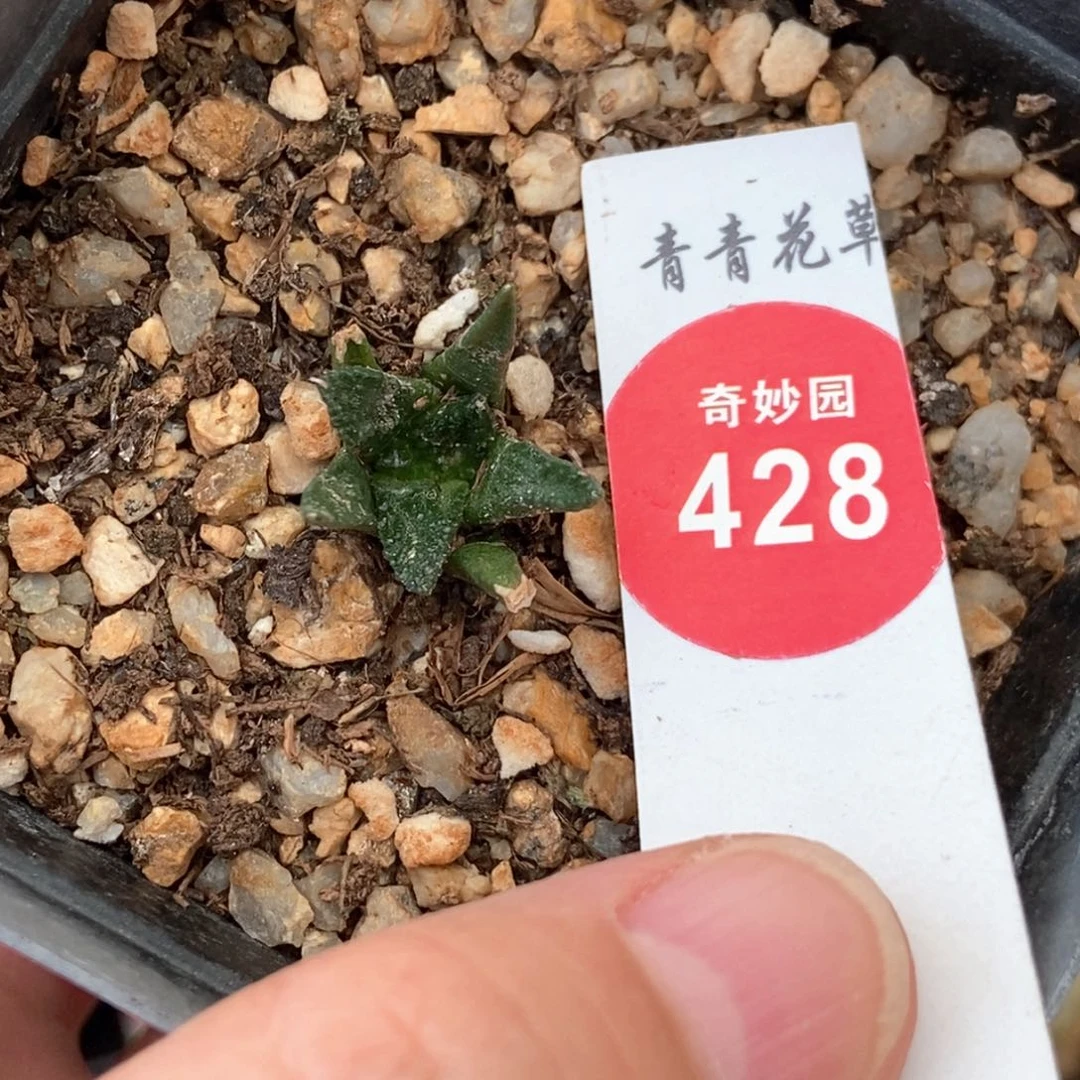 实生辛顿牡丹一颗仙人球