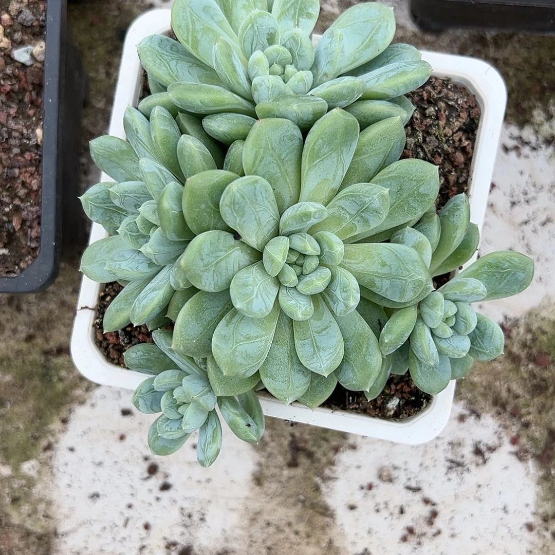 【闪购商品】无花朵百达翡翠多肉植物