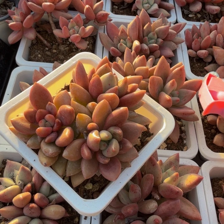 桃花语。