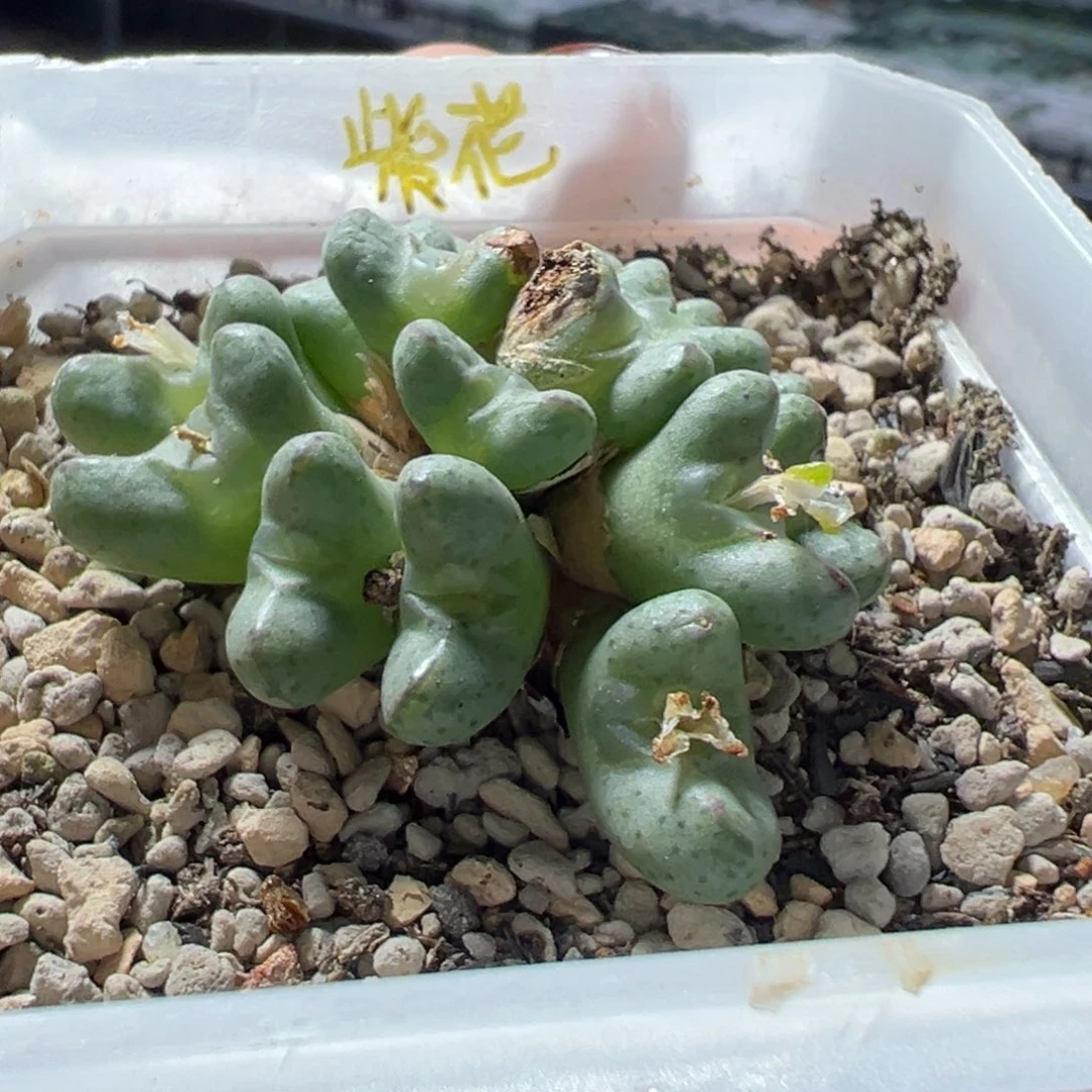 毛弹弓杂空蝉 单头价可切多肉