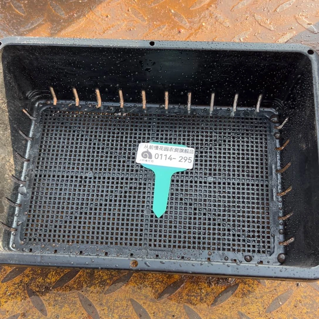 随*?多肉精选编号0114.295