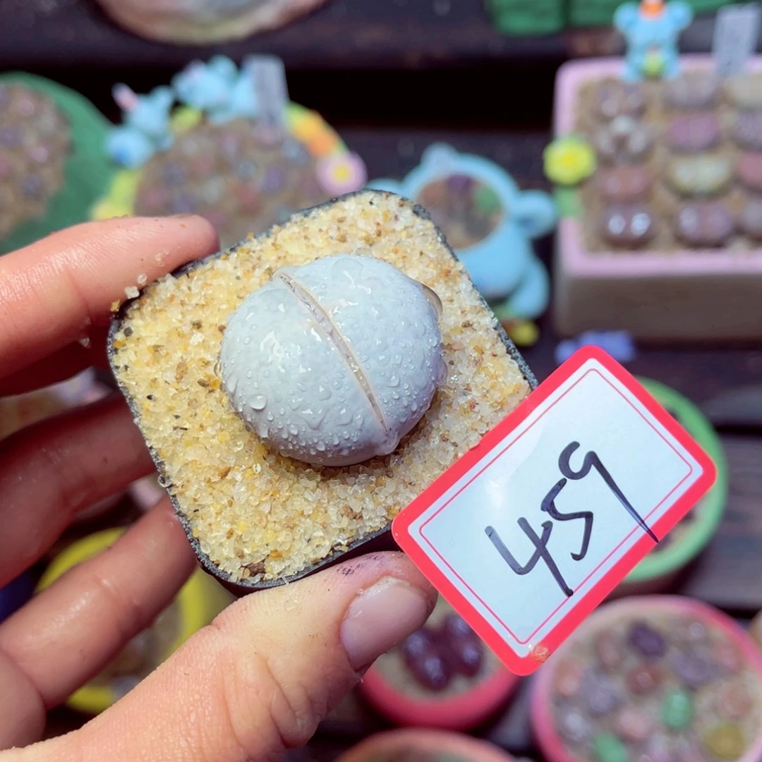 459生石花带盆发1