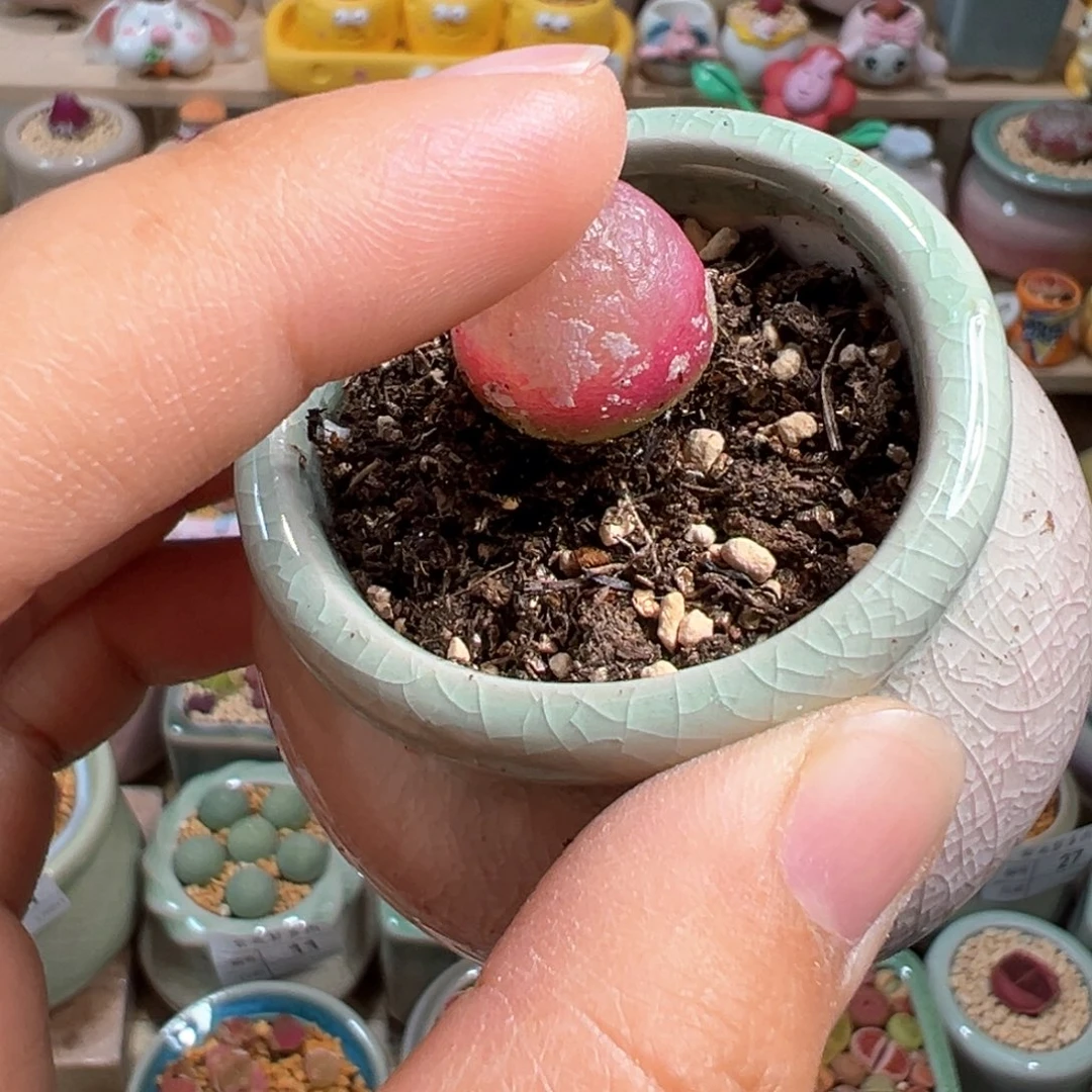 迷****熊多肉植物55号种好