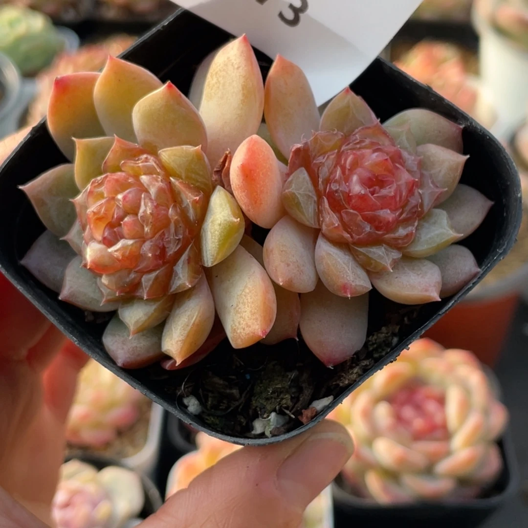 773号糖心冰心珍妮 不包整