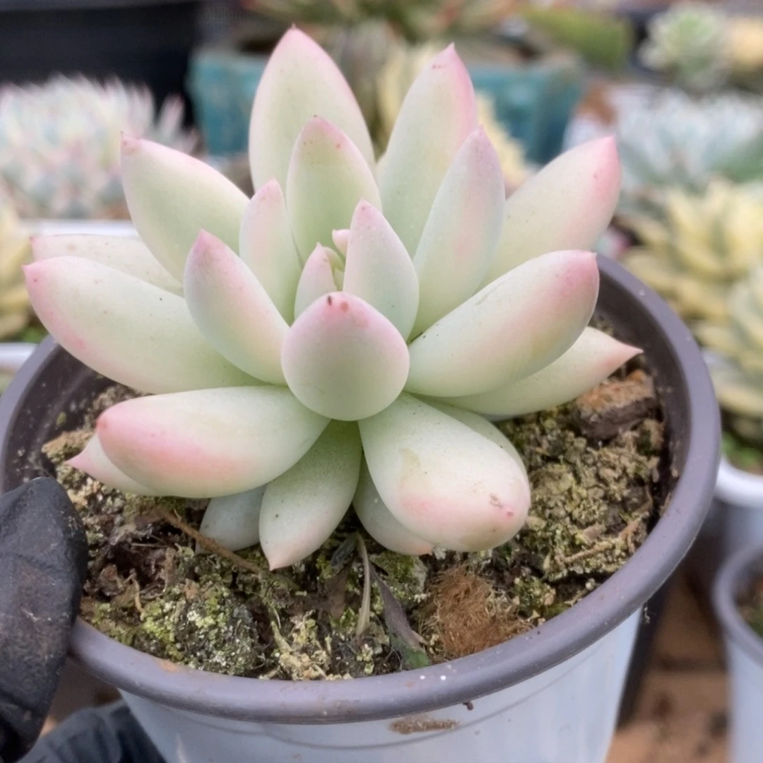 284红蜻蜓锦锦锦锦锦