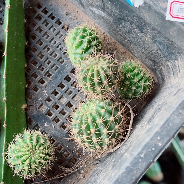珑***月丽花血线侧芽红花皱侧芽各一棵