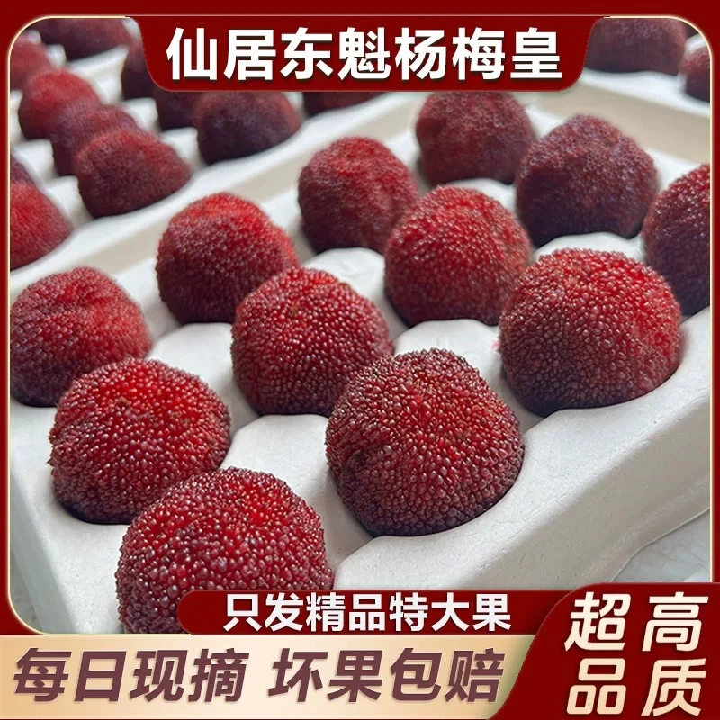 现货现发仙居大棚东魁杨梅正宗新鲜杨梅当季孕妇水果整箱礼盒装