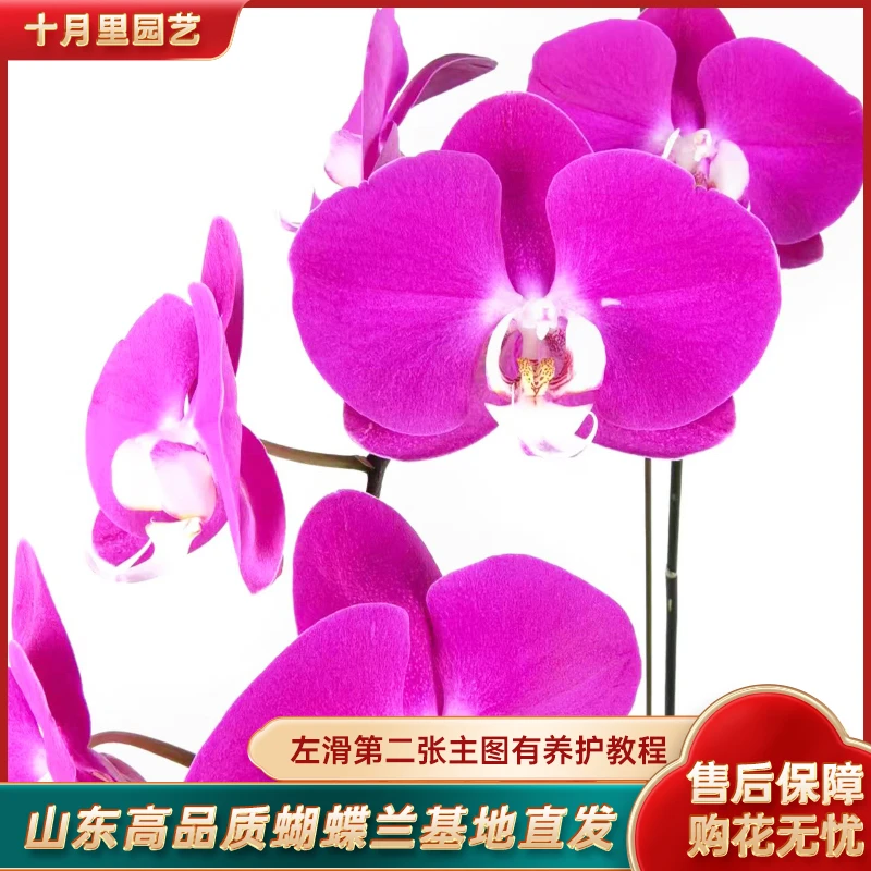 十月里园艺【青梅竹马】带花发货 蝴蝶兰基地直发