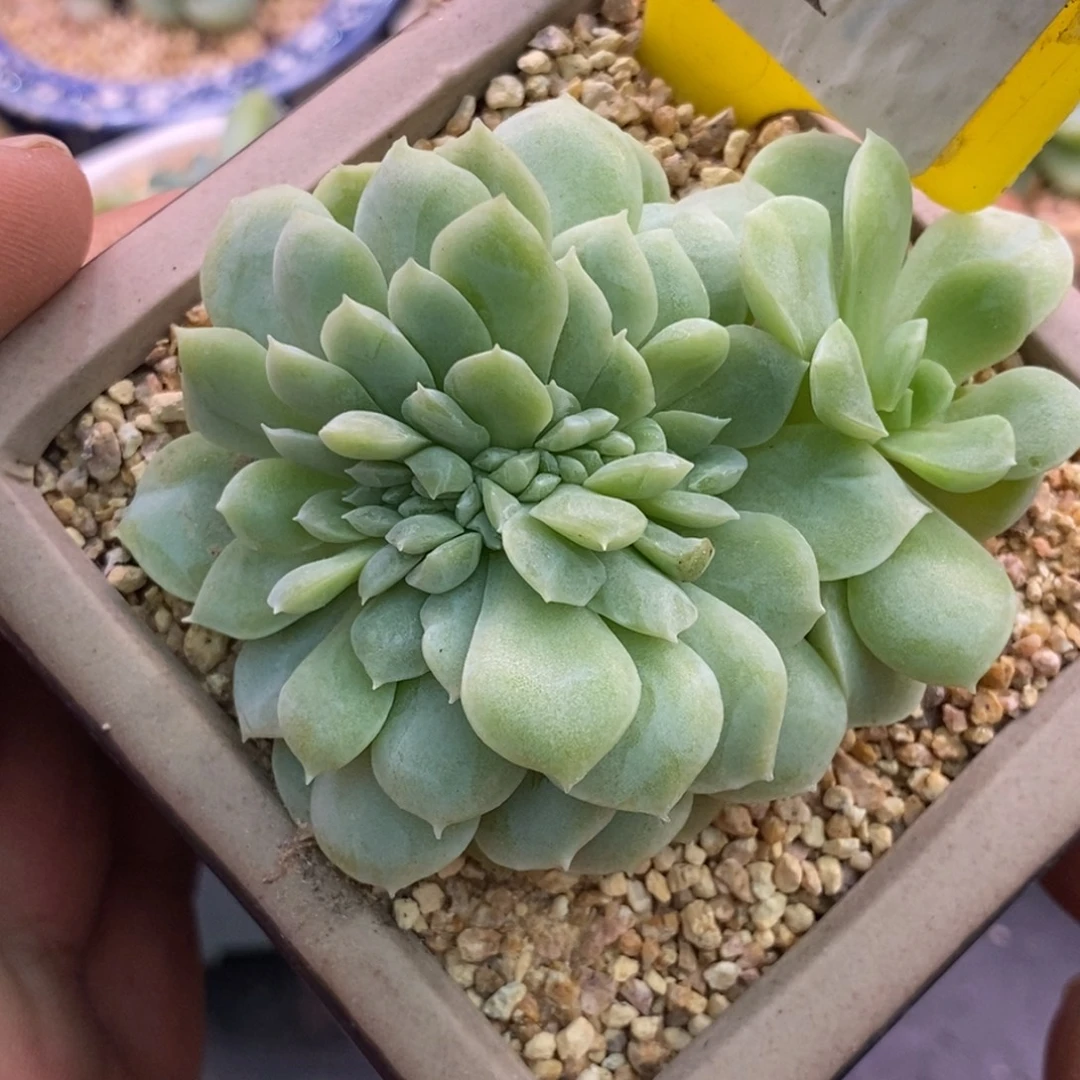 671奶油缀化福利啦……