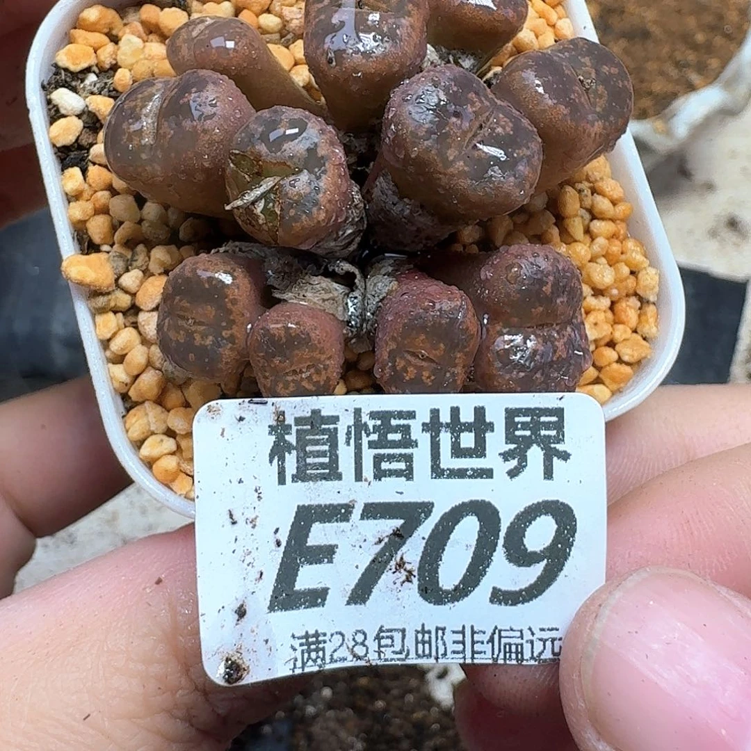 多肉植物的人生fgb