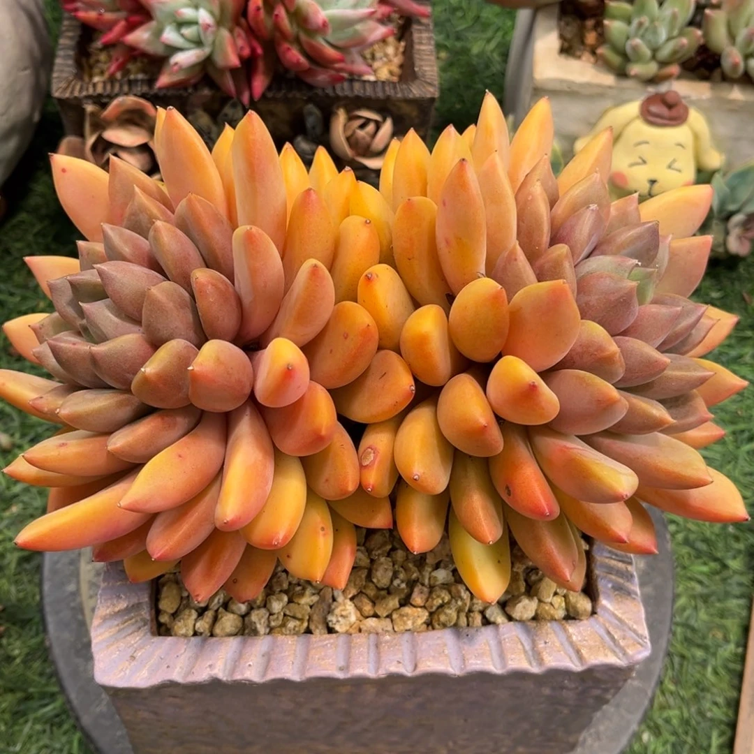 冰***茶红象牙红象牙