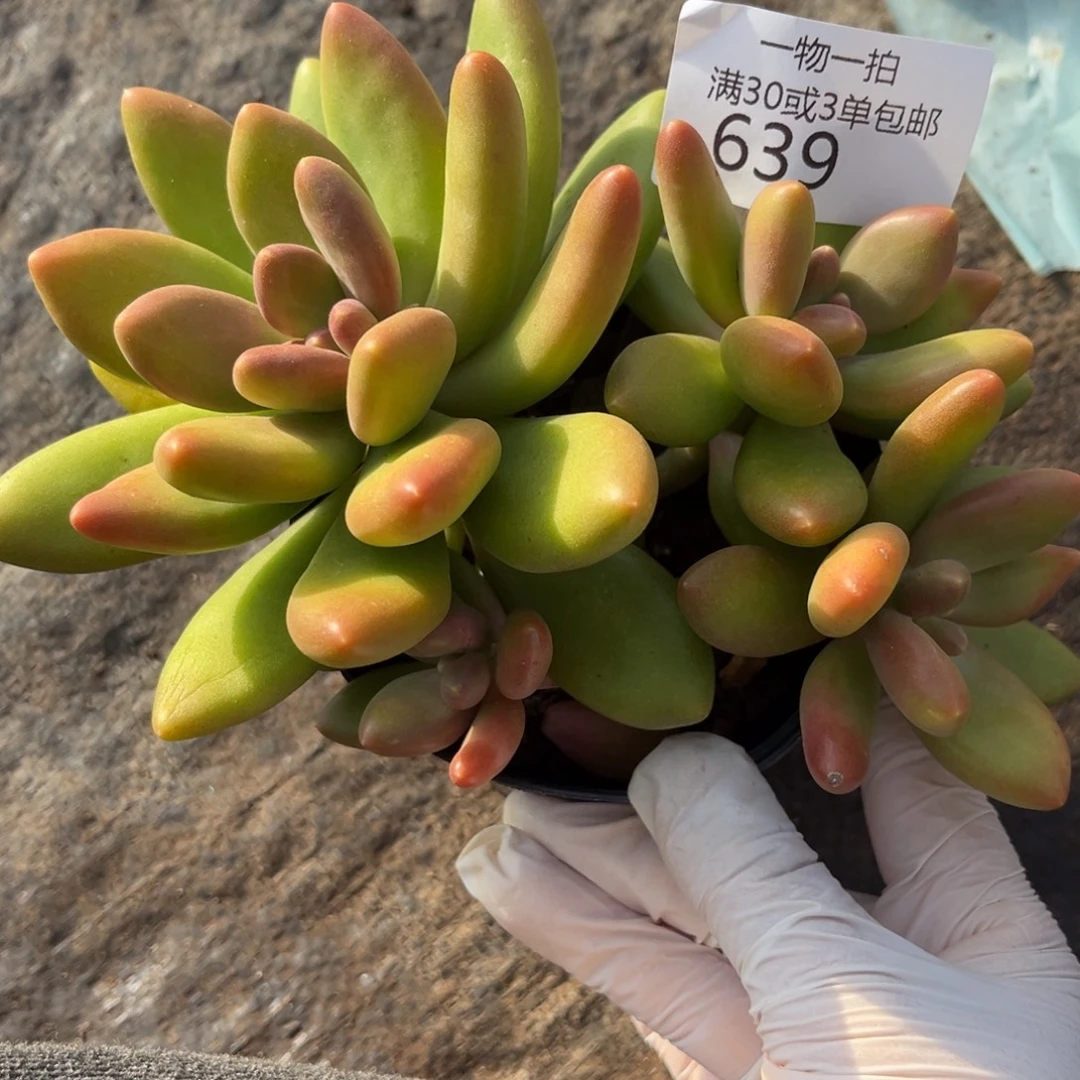 乖***沐639芒果奶多肉植物～