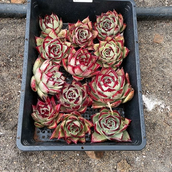 若如东云单拍A321