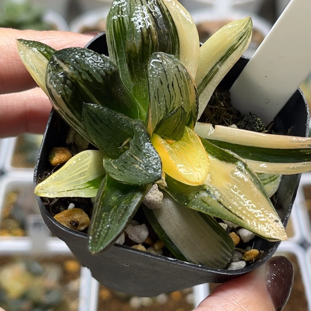 11双头茜云芭提雅锦福利专场