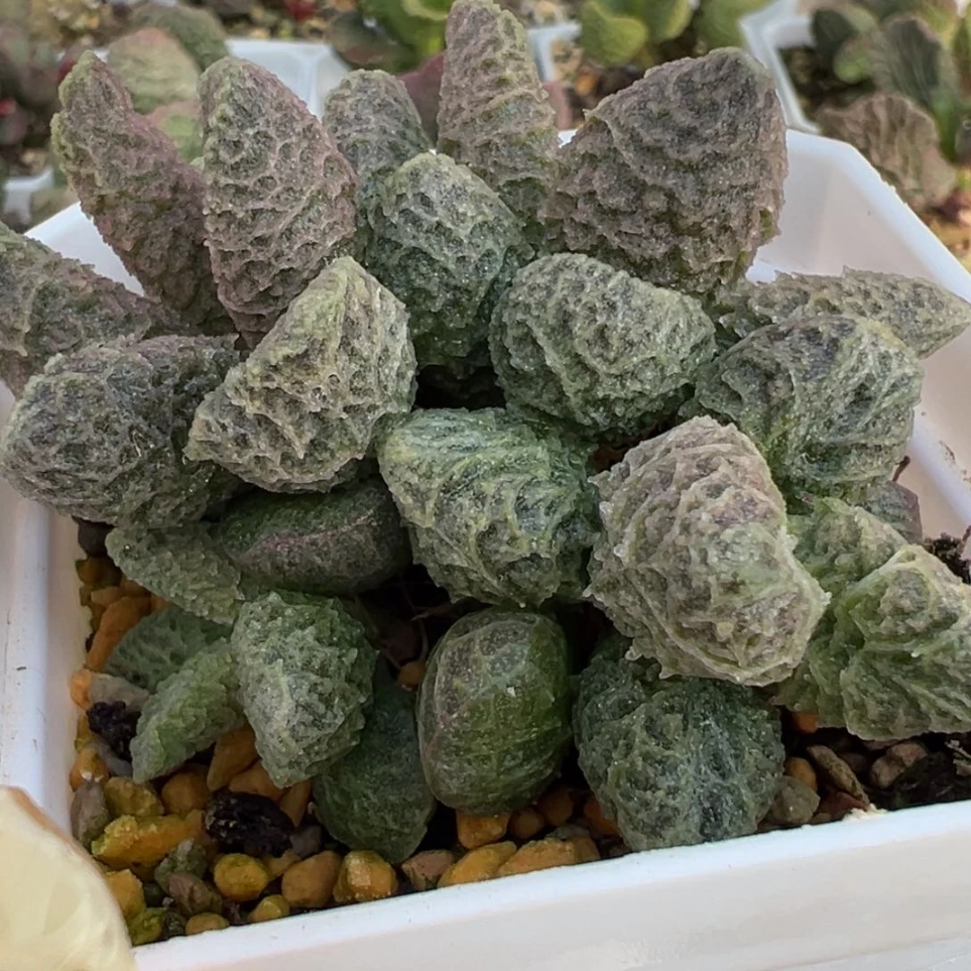 大鱼海棠多头纯木质桩