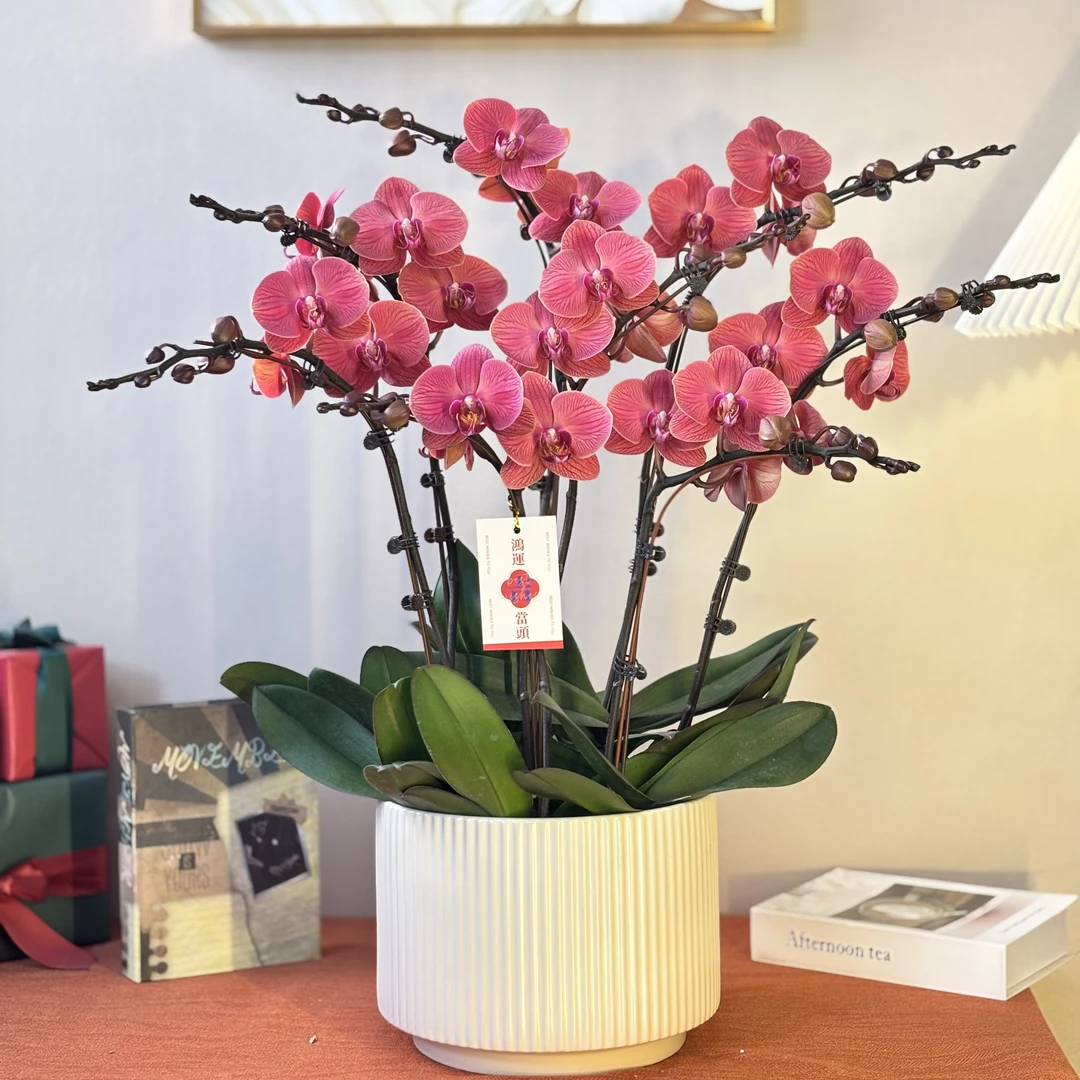 蝴蝶兰《喜悦》年宵爆款 好养耐养苗情优质叶片碧绿 基地直发