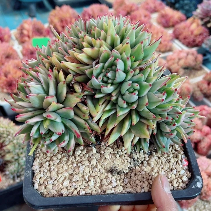 精品多肉植物老桩