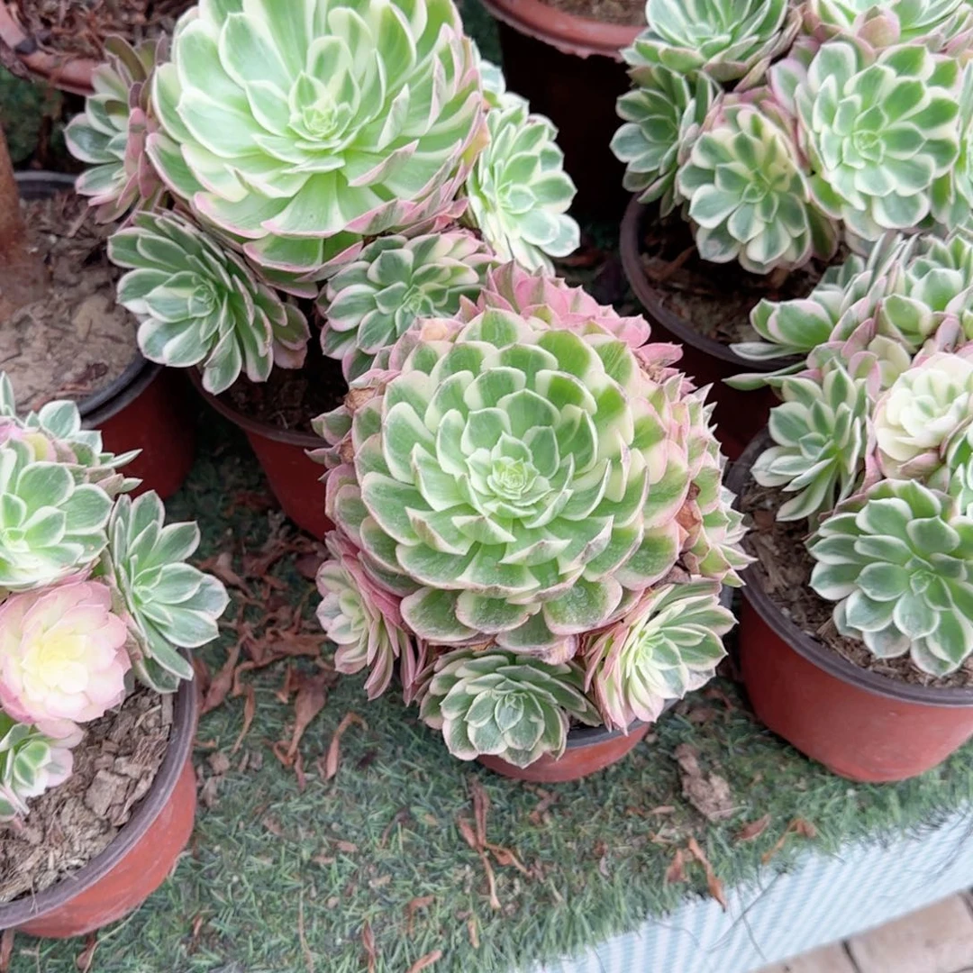无花朵海王倾城小手捧