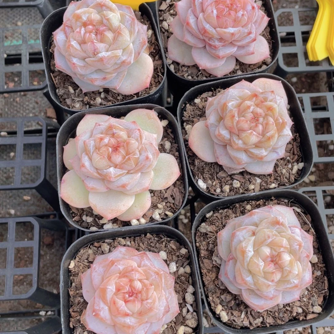 752号 精品奶油优选粉钻单头一个