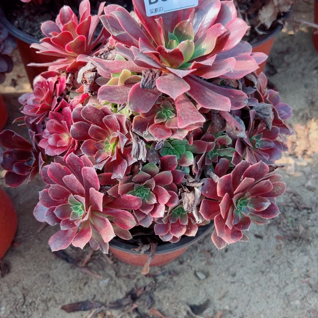 082金丝雀多肉植物法师