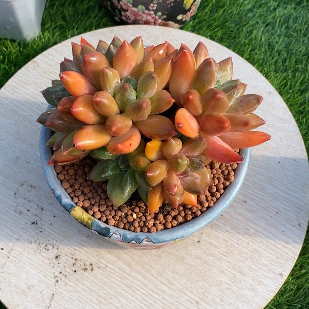 综合链接重楼老庄