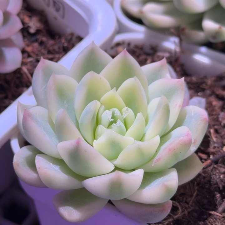 冰魄锦多肉植物一物一拍