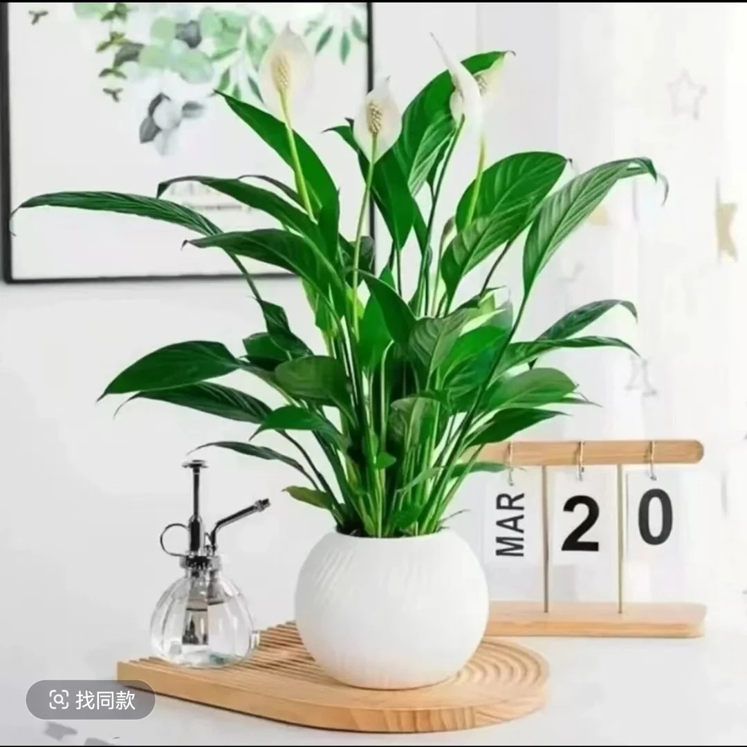 W白掌盆栽一帆风顺室内水培花卉好养绿植净化空气室内绿植