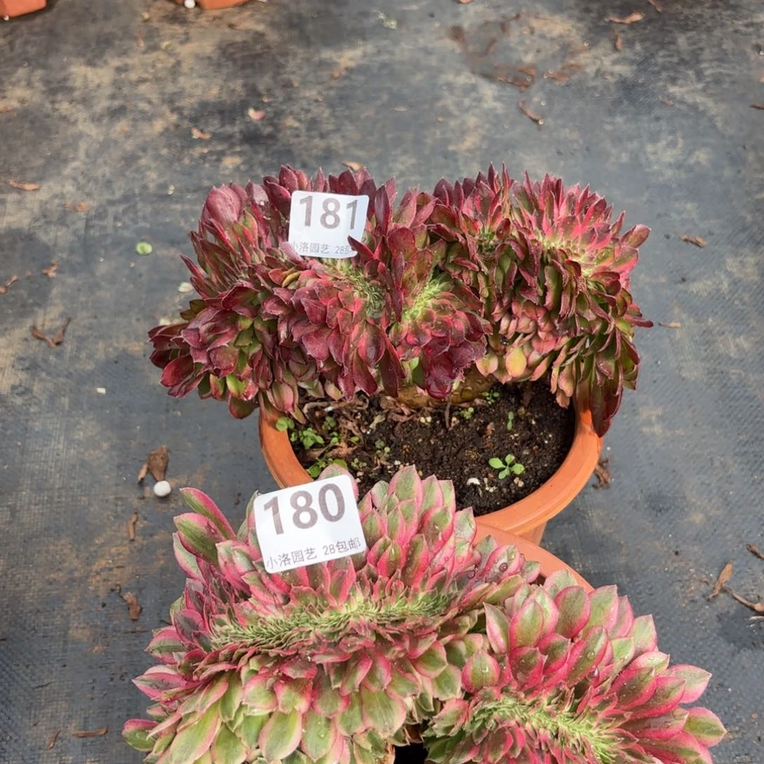 180和181两棵缀化多肉植物
