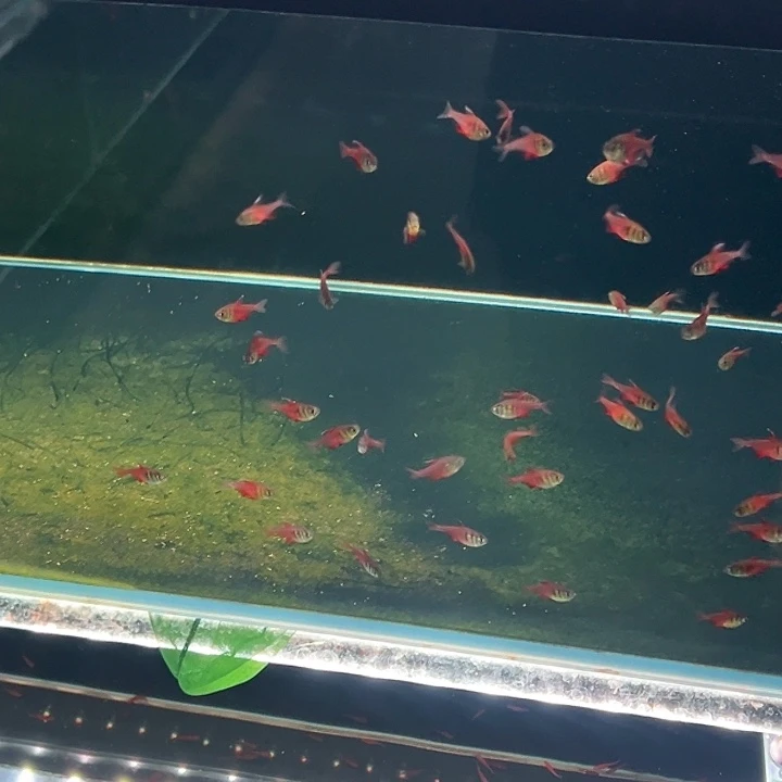 海水鱼慕**麻火焰鳍4条