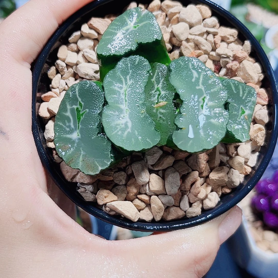 凤凰万象多肉植物6666