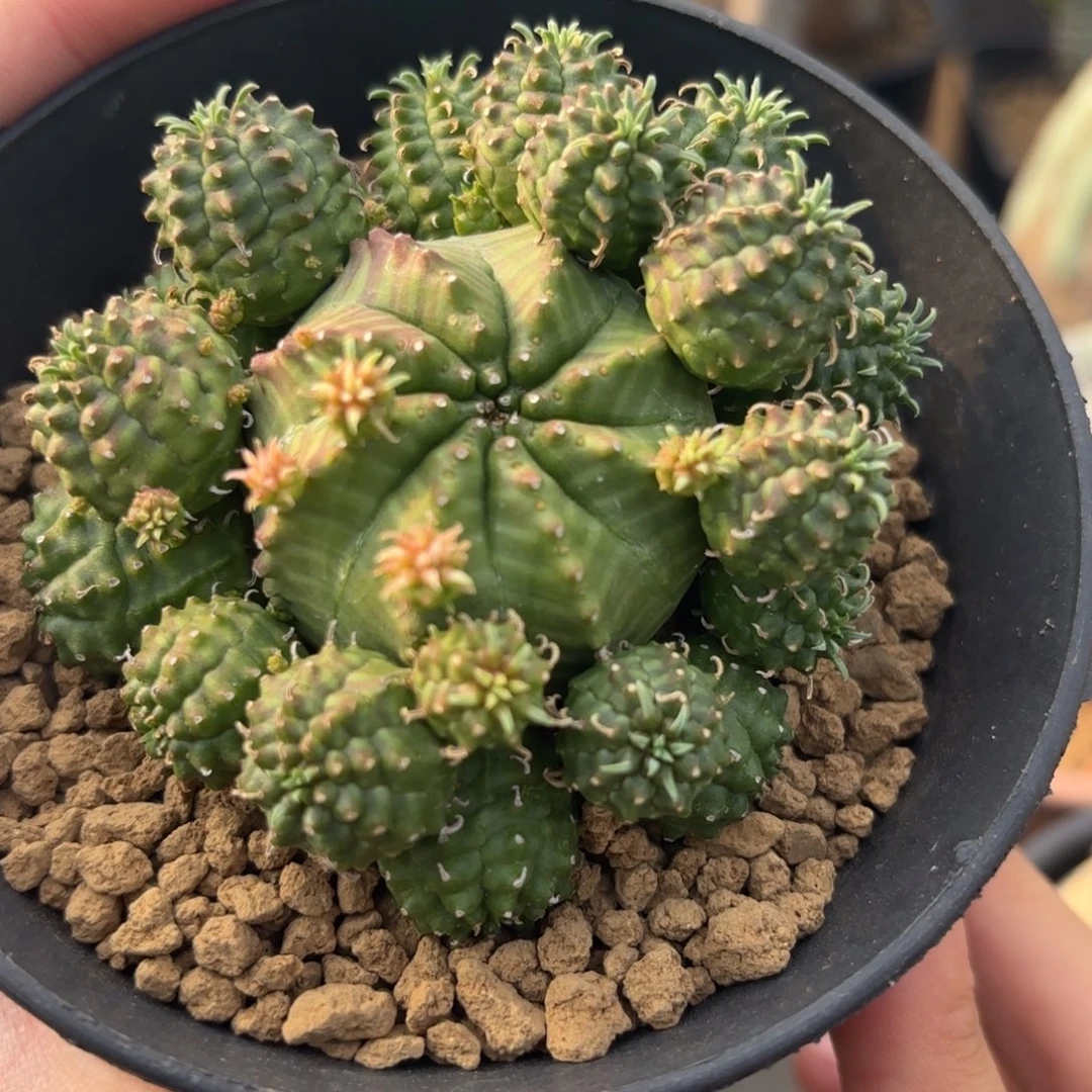 完全开放法力达群gggggg