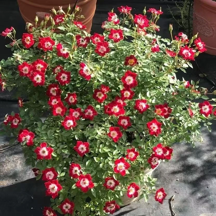 京东木架包邮小画家月季多花勤花月季微月四季开花