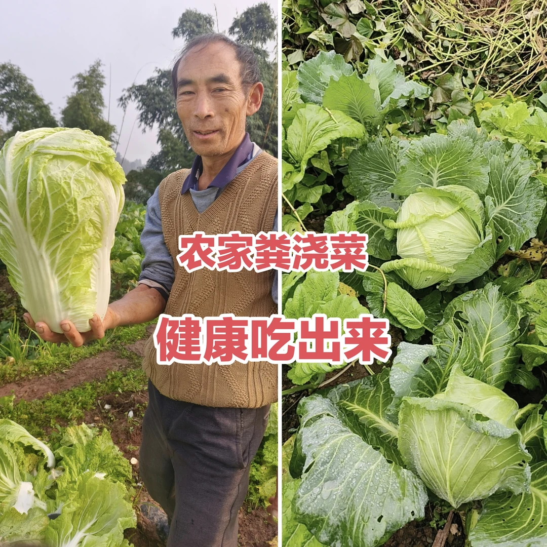 四川泸州农家包菜 露天种植  农家粪灌溉  生长周期长