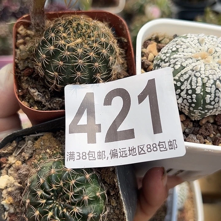 无花朵?***?421号3颗球