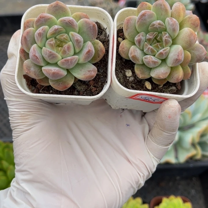 没***~夜荧两颗小白方6.5盆
