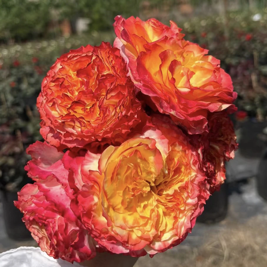 新品【热情似火】138高杯月季 花期长 直立1加仑2.5L根接 云南发货