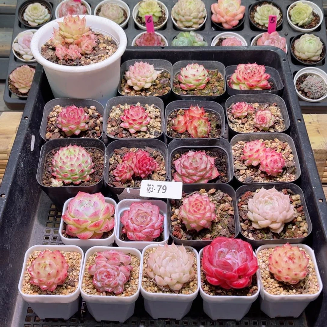 花利美3-79框拍21颗