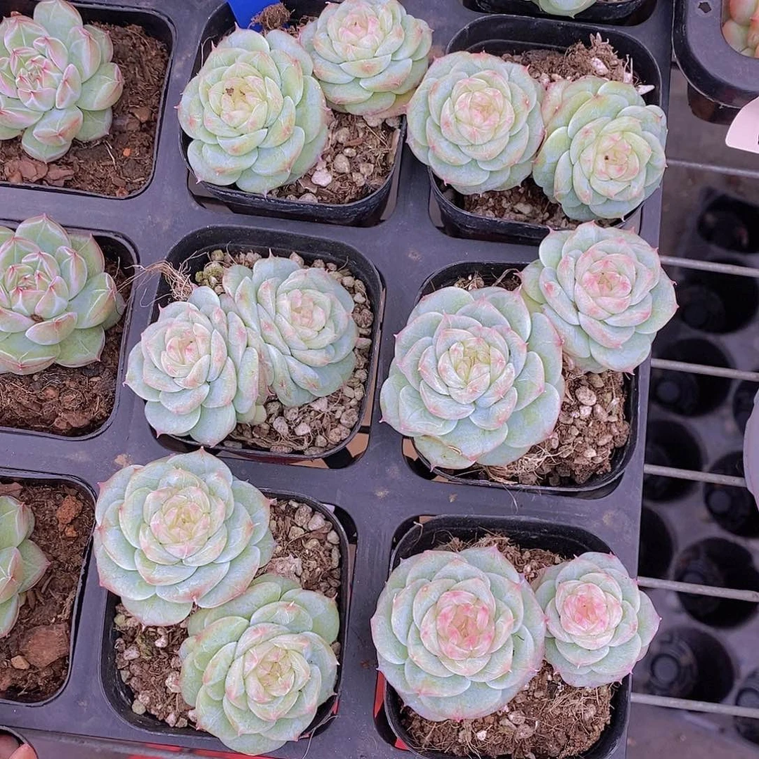 1001-13-双头宝珠山茶福利一颗默认散