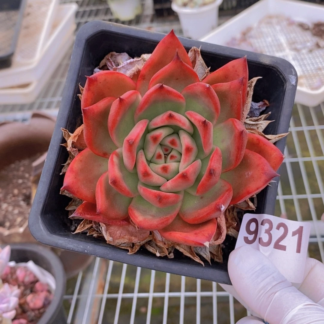 9321红颜蜜语一物一拍