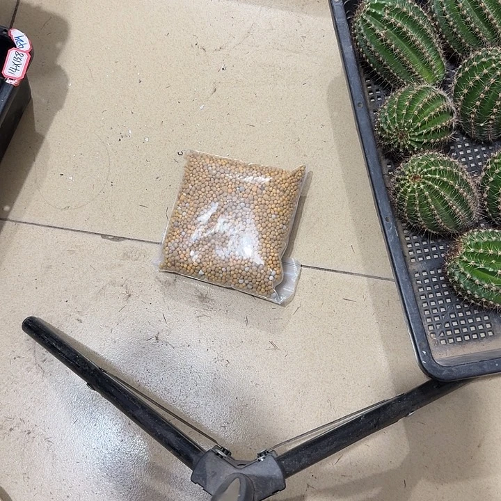 仙人球丽花彩草奥绿500g