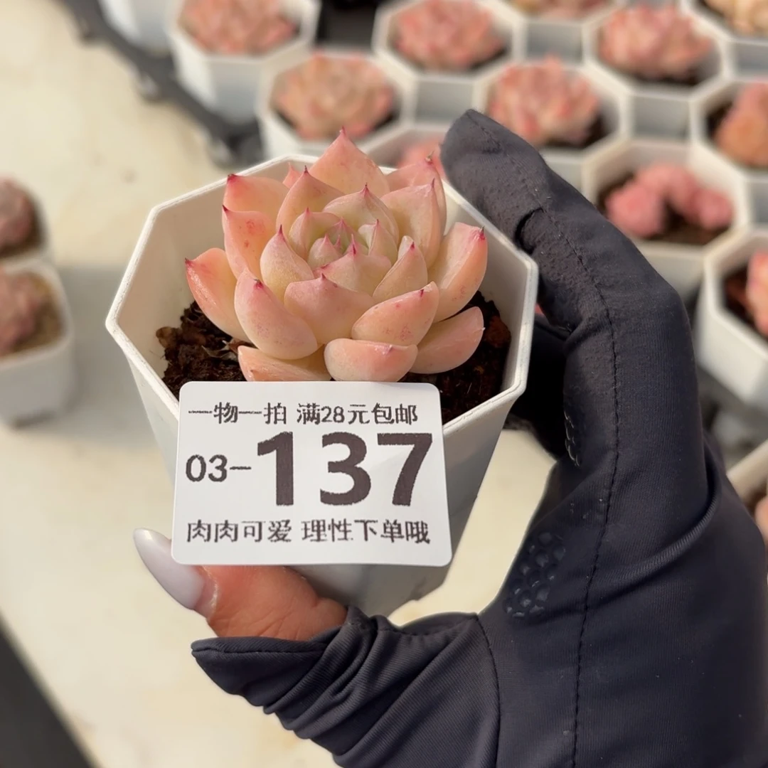 水晶玫瑰无盆土发货