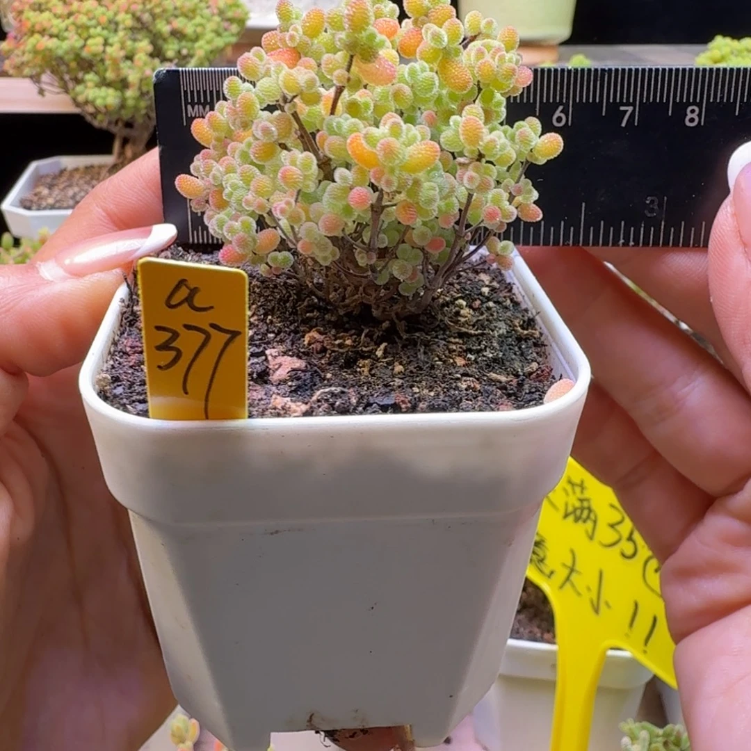 a377后橘子糖冠服6厘米左右