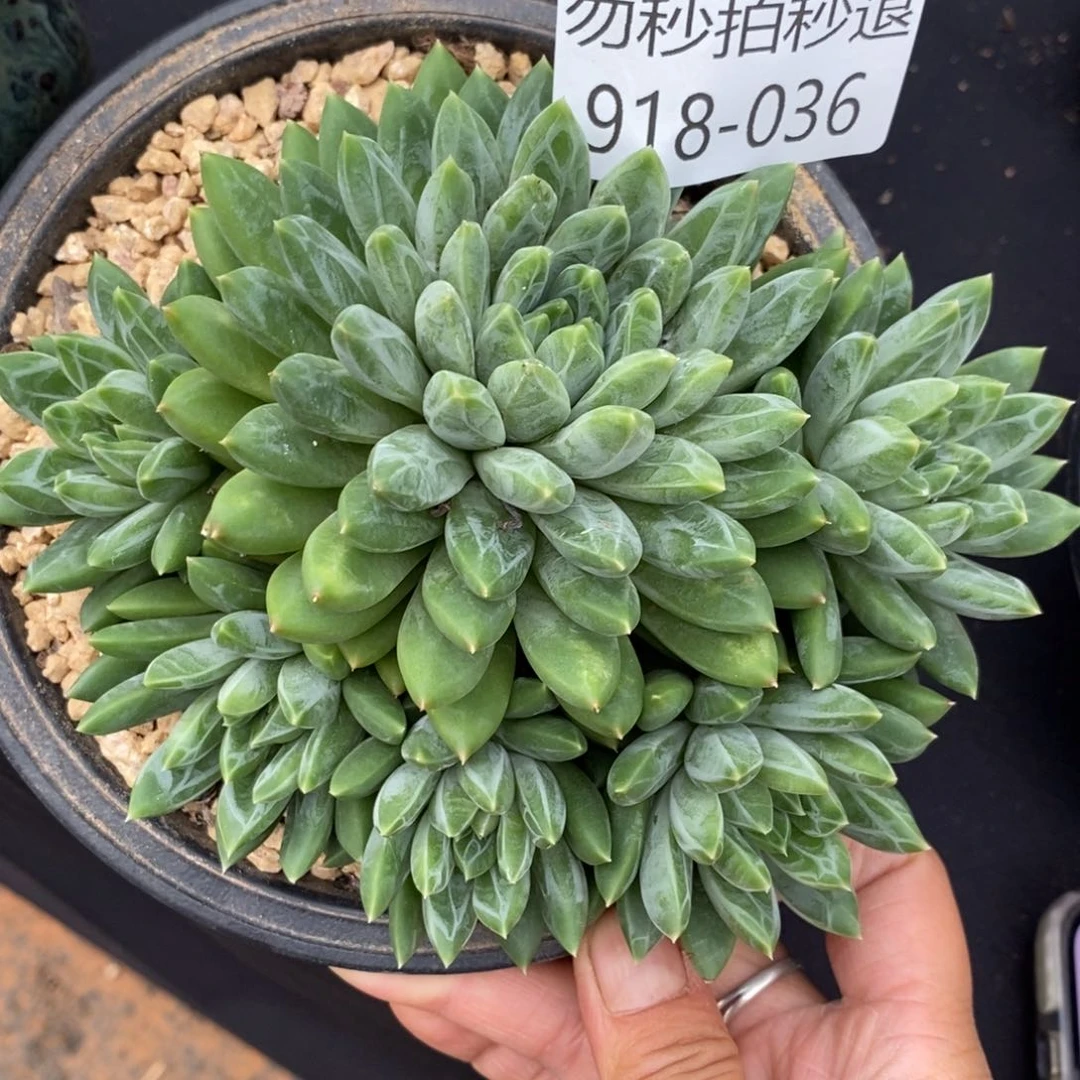 末*勿秒拍秒退 918-036美人
