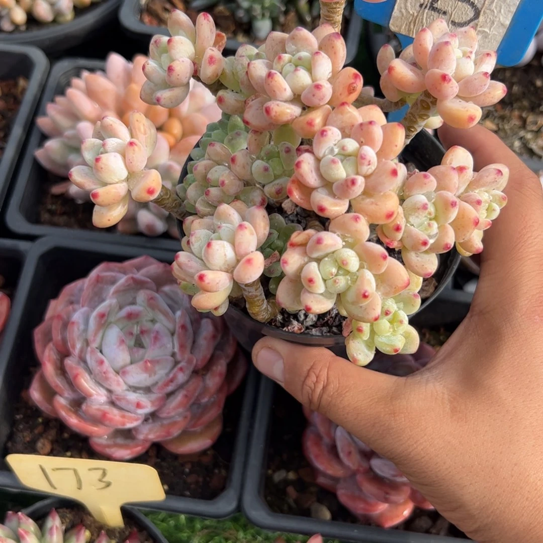 樱花罗琦多肉植物