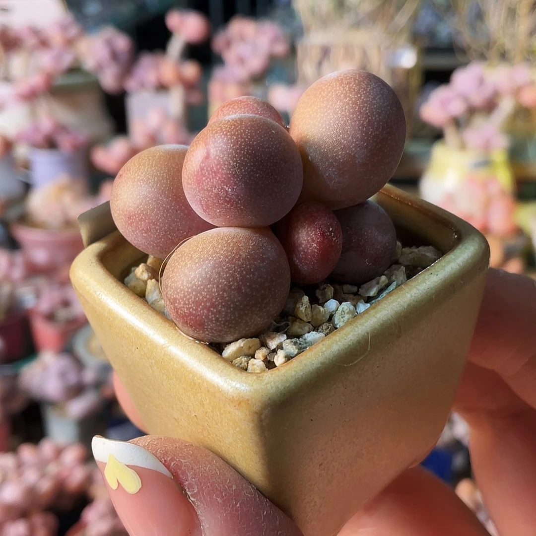 ༺****多肉植物的生长发育与生长