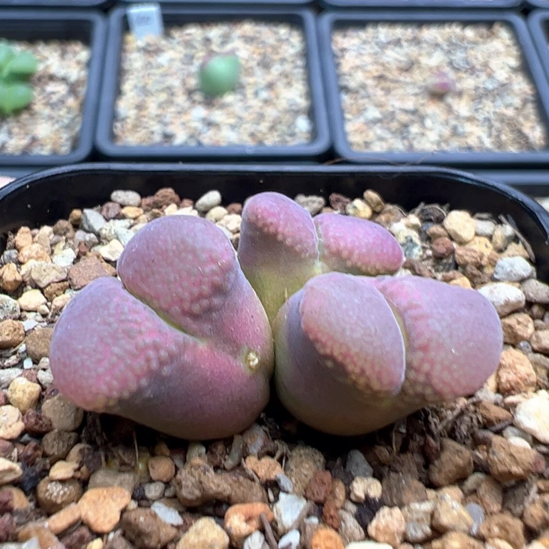 9-432   日系红风铃一棵