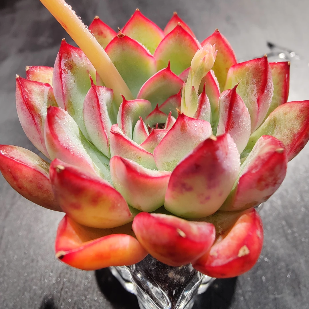 【直播专享】无土多肉--桃仙SP（1颗）