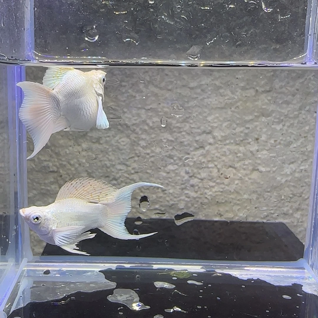 孔雀鱼瓷白玛丽一对