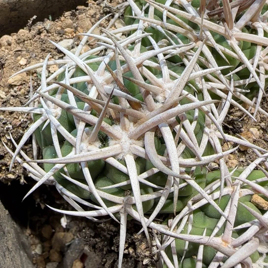 018实生五十铃碧岩玉多肉